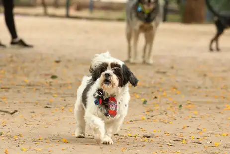DONOS DE PETS PODERÃO EMITIR RG PARA OS ANIMAIS