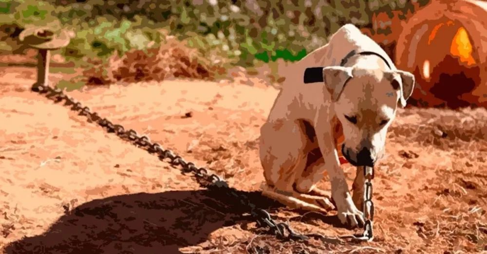 COMISSÃO DA CÂMARA APROVA PROJETO QUE PODE PRENDER QUEM DEIXAR ANIMAIS PERMANENTEMENTE ACORRENTADOS