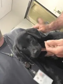 Homem é preso em flagrante dentro de avião após abandonar cachorra para poder viajar