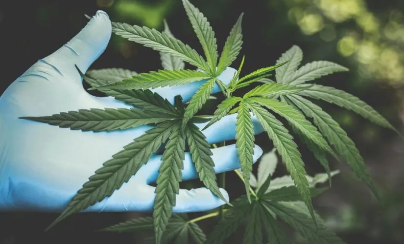 POLÍCIA FEDERAL QUER FAZER COMBUSTÍVEL A APARTIR DE MACONHA APREENDIDA