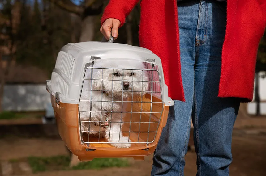 SENADO DEBATE REGRAS PARA TRANSPORTE AÉREO DE ANIMAIS