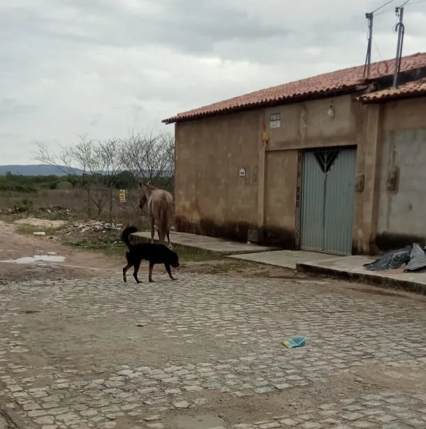 Cachorro amedronta moradores do bairro Bela Vista