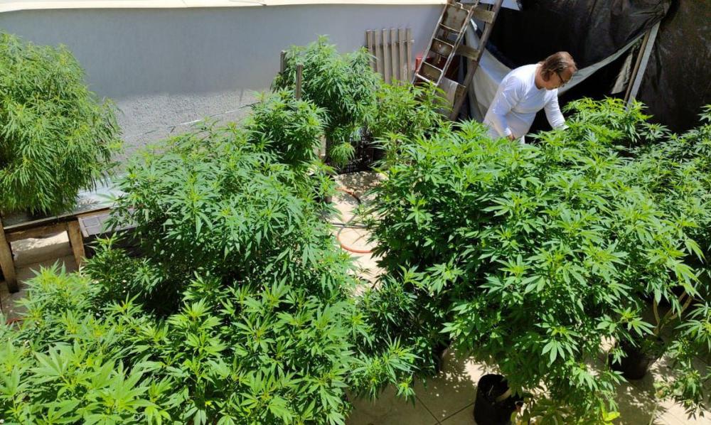 ALESE aprova uso medicinal de cannabis em Sergipe
