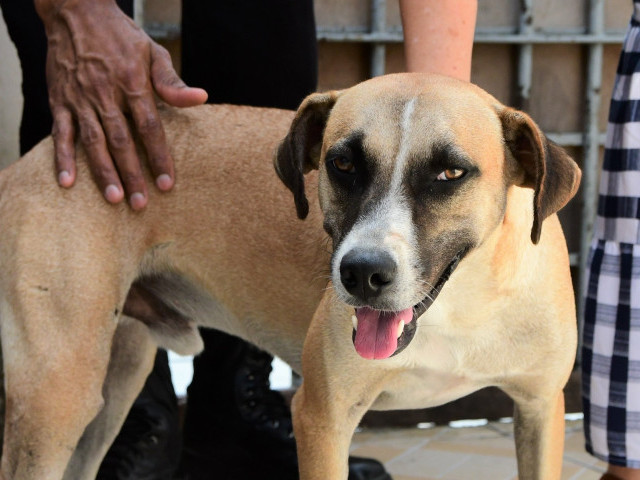 SSP alerta para responsabilização penal em crimes de maus-tratos praticados contra animais